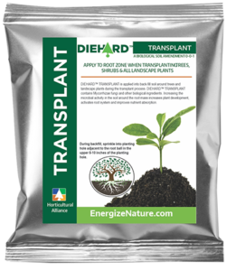We have seen dependable success by using DIEHARD Transplant in the soil at the time of transplant