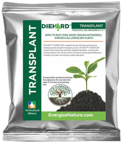 We have seen dependable success by using DIEHARD Transplant in the soil at the time of transplant